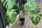 Large monstera