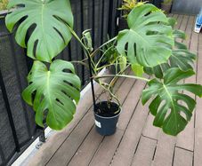 Large monstera