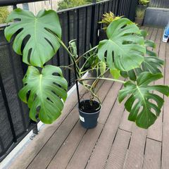 Large monstera