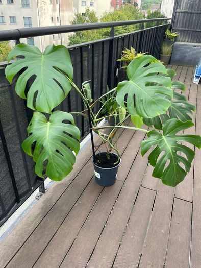 Large monstera