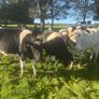 For sale pedigree in calf friesian heifers Image 3