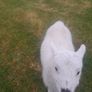 Pet lamb Image 3