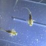 Premium Axolotl Juveniles Image 7