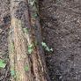 Hawthorn Tree For Sculpture Image 3