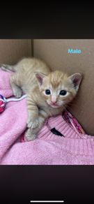 kittens