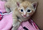 kittens
