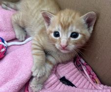 kittens