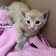 kittens