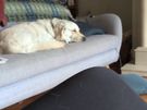 Pet/house sitting and pet walking Image 8