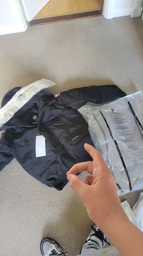Canada goose