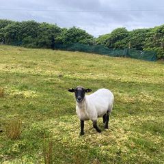 9. Young x bred sheep and 3 ram lambs