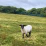 9 Young x bred sheep and 3 ewe lambs. Image 3