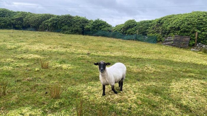 Young x bred sheep and ram lambs