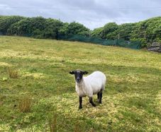 Young x bred sheep and ram lambs