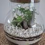 Forest in the jar Image 3