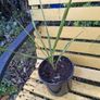 Cordyline plants Image 3