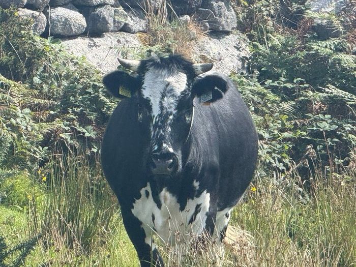Cow