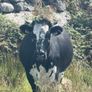 Cow Image 8