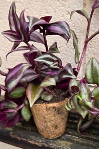 Inch Plant