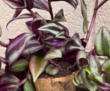 Inch Plant