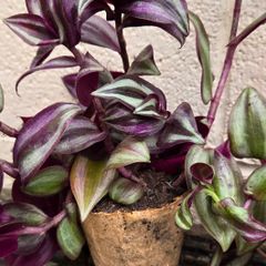 Inch Plant
