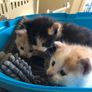 1 month old kittens Image 5