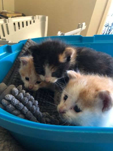 1 month old kittens