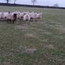 Ewe Lambs Image 3
