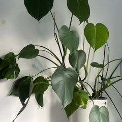 Big monstera plant