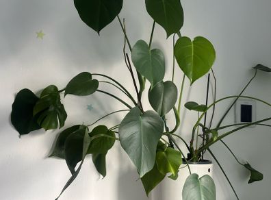 Big monstera plant