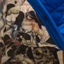 Stunning Christian lacroix coat Image 10