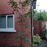 ACER Campestre Mature Tree Image 6