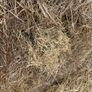Hay round bales Image 3