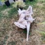 driftwood Image 8