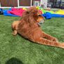 120cm Giant Plush Lion Soft Toy Image 3