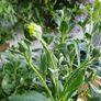 African Daisy trailing perennial Image 3