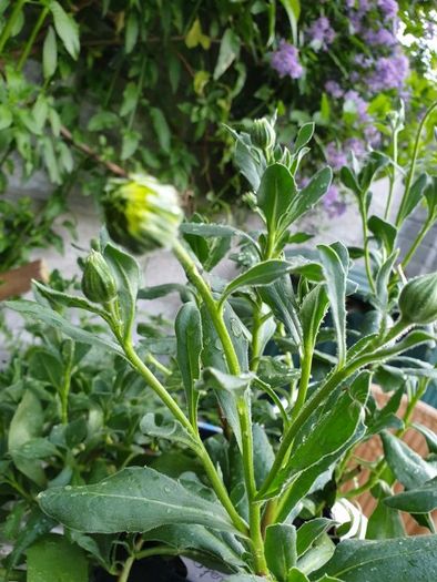 African Daisy trailing perennial