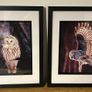 owl pictures Image 4