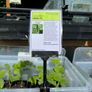 Cucumber Plants (4 different varieties for greenhouses, polytunnels, outdoors, pots, containers) Image 2