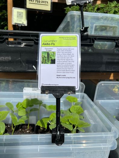 Cucumber Plants (4 different varieties for greenhouses, polytunnels, outdoors, pots, containers)