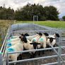 Suffolk cross hoggets (10 available) Image 4