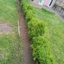 hedges Image 2
