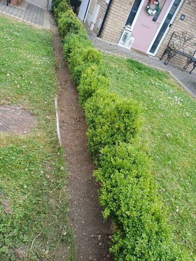 hedges