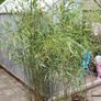 Bamboos plants.  delivery available Image 8