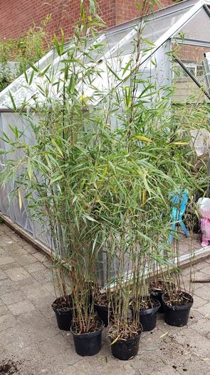 Bamboos plants for Evergreen Privacy hedge.