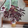 Coleus House Plants Image 6