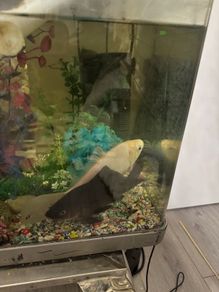 fish tank for sale -