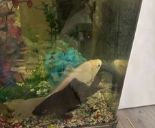 fish tank for sale -