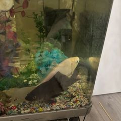 fish tank for sale -