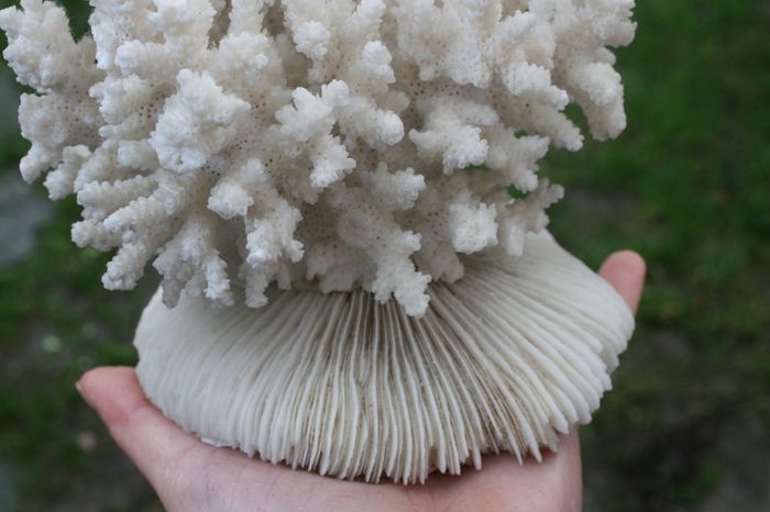 Natural 100% Real White Coral Reef Seashell Aquarium Decor Coral Decoration 7" x 8"